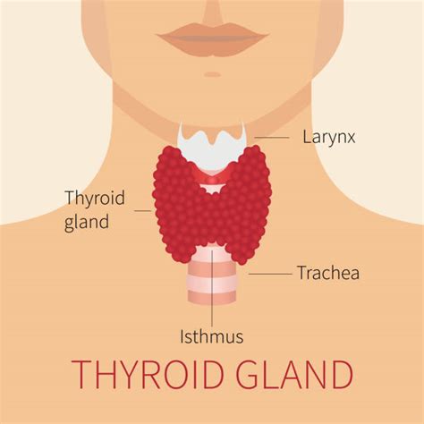 11,700+ Thyroid Gland Stock Photos, Pictures & Royalty-Free Images - iStock