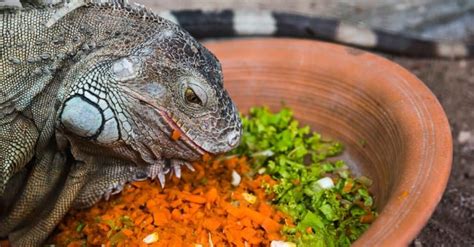 Iguana Lifespan: How Long Do Iguanas Live? - A-Z Animals