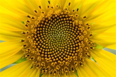 Sunflower Pattern Fibonacci