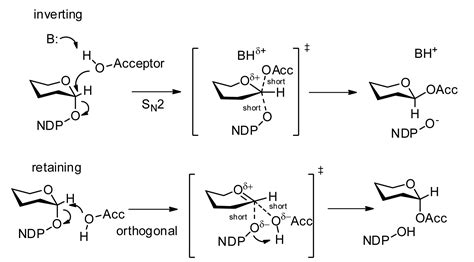 biochemistry - Are glycoproteins and glycolipids present only on the ...