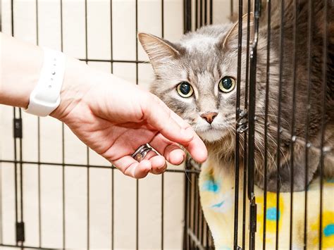 10 Questions to Ask a Shelter About an Adoptable Cat · The Wildest