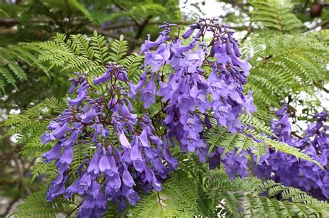 Tropical Seeds- Jacaranda Tree - 20 Heirloom Seeds - Jacaranda ...