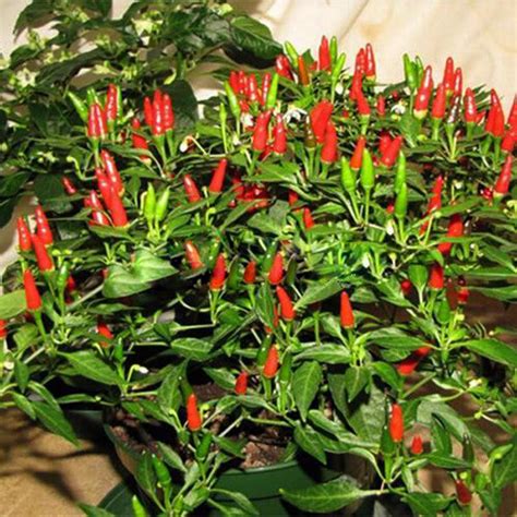 Thai Sun Hot Pepper Capsicum Annuum Ornamental Chili Seeds — Jack Seeds