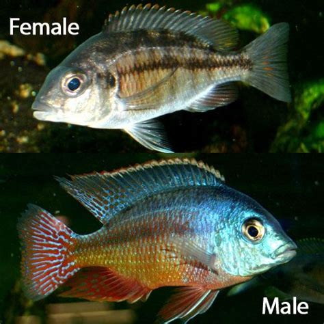 Red Empress | African cichlid aquarium, Tropical fish aquarium, African ...