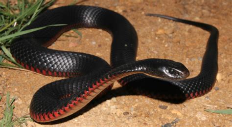 Red-Bellied Black Snake ( Pseudechis Porphyriacus) a venomous specie ...