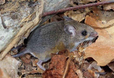 Peromyscus | Idaho Fish and Game