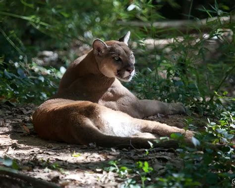 Cougars in Alabama: Diet, Lifestyle, Habitat, and More – Nature Blog ...