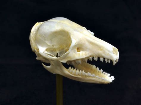 M003 rufous elephant shrew skull.JPG (2593×1945) | Animal skeletons ...