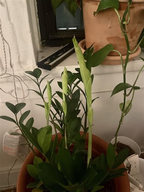 HELP - what is growing in my plant? : r/houseplants