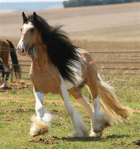 Buckskin Gypsy Vanner Horse / Gypsy Vanner Horses for Sale | Gelding ...