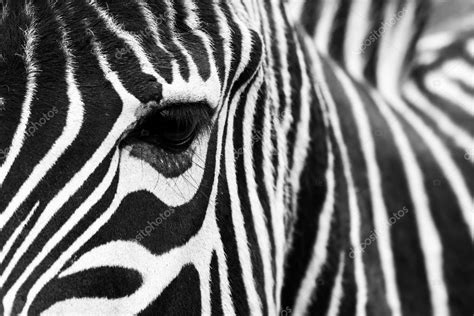 Zebra close up. — Stock Photo © petrsvoboda91 #56536817