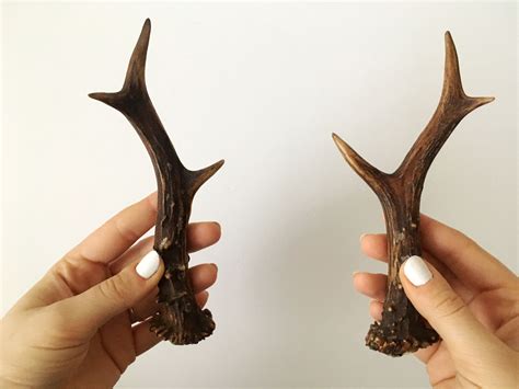 Set of 2 roe deer antlers Wall decor | Deer antler wall decor, Roe deer ...