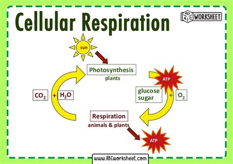 Photosynthesis And Cellular Respiration Equation • Suggested and Clear ...