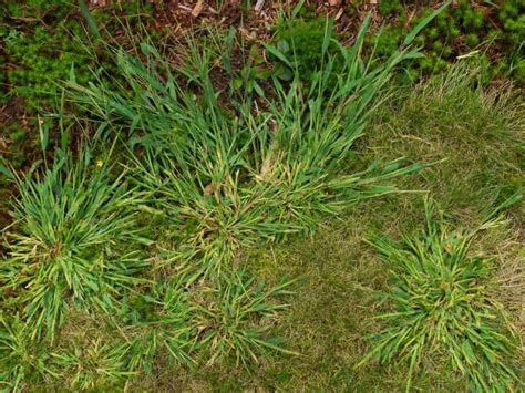 Get Rid of Crabgrass: Best Crabgrass Weed Killer Spray | Almanac.com