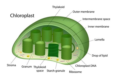 Chloroplast Diagram