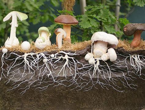 What is Mycelium and What Does it Have to Do with Mushrooms? - PlainJane