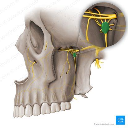 Pterygopalatine ganglion: Anatomy, location and function | Kenhub