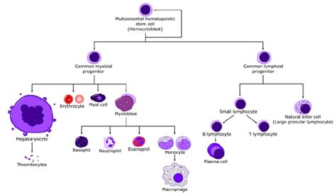 A common depiction of the evolution of the myeloid and lymphoid cell ...