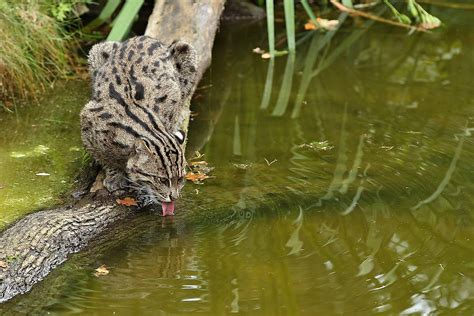 Fascinating Animals That Live In Mangrove Forests - WorldAtlas