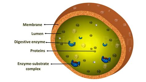 Diagram of Lysosomes | Plant cell, Animal cell, School science projects