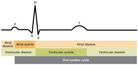 19.3 Cardiac Cycle – Douglas College Human Anatomy and Physiology I ...