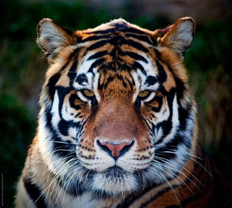 "Bengal Tiger Close Up Portrait" by Stocksy Contributor "Brandon Alms ...