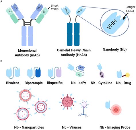 Frontiers | Nanobodies: Next Generation of Cancer Diagnostics and ...