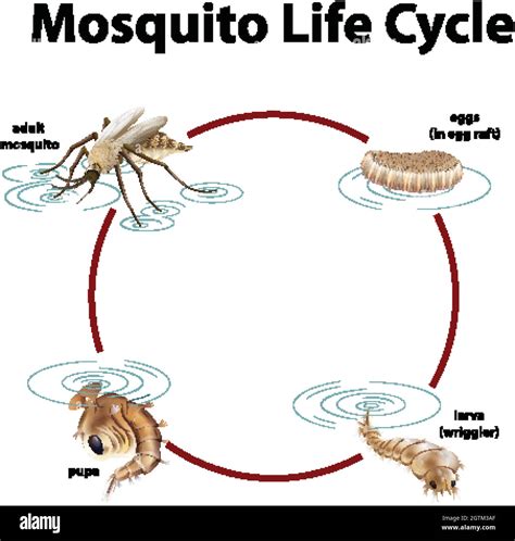 Mosquito Life Cycle Life Cycle Of A Mosquito – NBKomputer