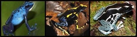 Dendrobates Tinctorius care sheet - The World of Frogs