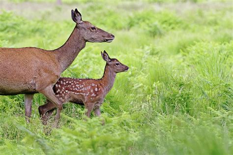 Red Deer Doe And Fawn Photograph by Mcdonald P. Mirabile - Fine Art America