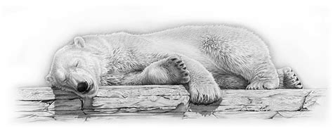 Realistic Animal Drawings: Realistic Animal Drawing Polar Peace Bear ...