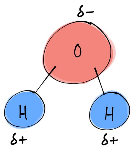 bi·ol·o·gy (bīˈäləjē) : Structure of a Water Molecule