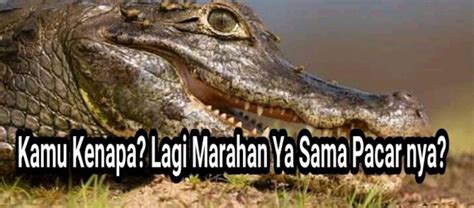 10 Meme lucu buaya darat ini bikin cewek geleng kepala