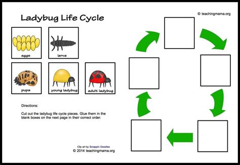 Ladybug Life Cycle Printables & Activities | Ladybug life cycle ...