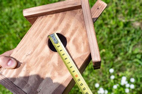 Building a Birdhouse? Make the Right Size Hole! - TrendRadars