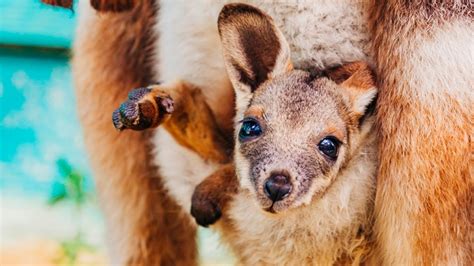 New baby wallaby at ZooTampa made its appearance this week | wtsp.com