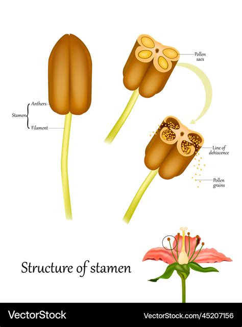 Structure of stamen and anthers cross section Vector Image