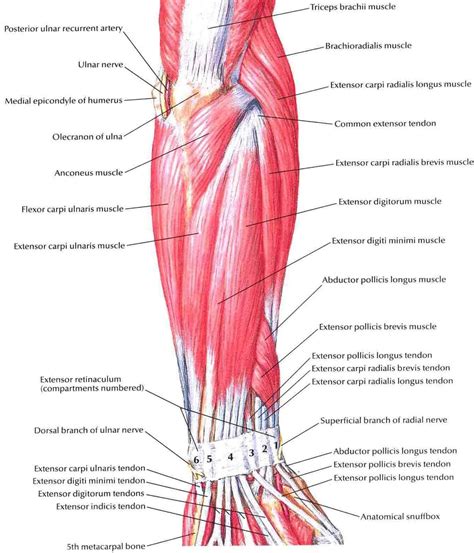 Pin by Theartgugu on Anatomy | Extensor muscles, Forearm muscle anatomy ...