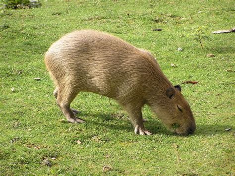 Capivara | Capybara, Animals, Zoo animals