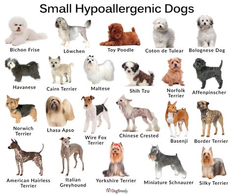 List of Best Small, Medium, Big Hypoallergenic Dog Breeds With Pictures ...