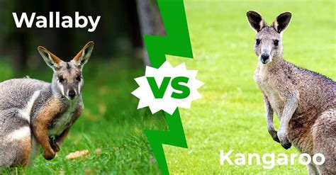 Wallaby vs Kangaroo: More Than Just Different Types of Kangaroos - A-Z ...