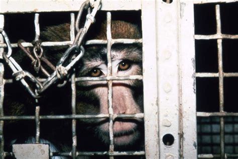 The Silver Spring Monkeys: The Case That Launched PETA | PETA