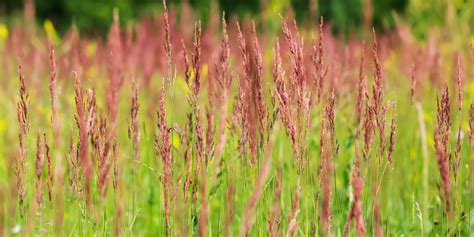 When to Plant Creeping Red Fescue [And How to Make Sure it Thrives]