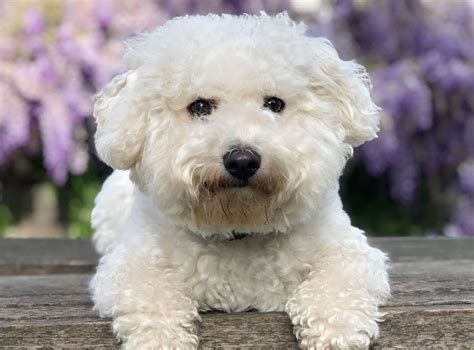 Bichon Frise Housebreaking Problems | vlr.eng.br