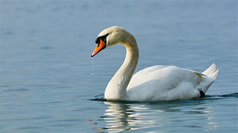 England's swans population counted in annual 'swan-upping' | WBAL ...