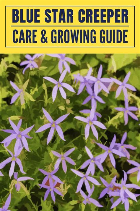 Blue Star Creeper Care & Growing guide