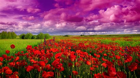 Poppy field wallpaper - backiee