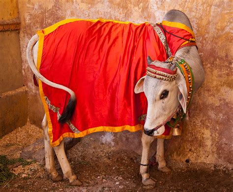 Sacred cow | Sacred cow, Jaipur, Rajasthan, India. | Simon Turner | Flickr