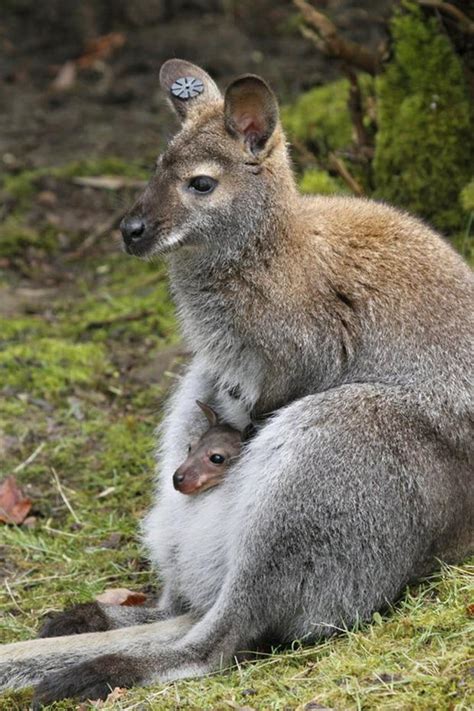 First baby wallaby peeking out at Seattle zoo | OregonLive.com