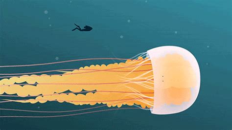 sea monster jellyfish gif | WiffleGif